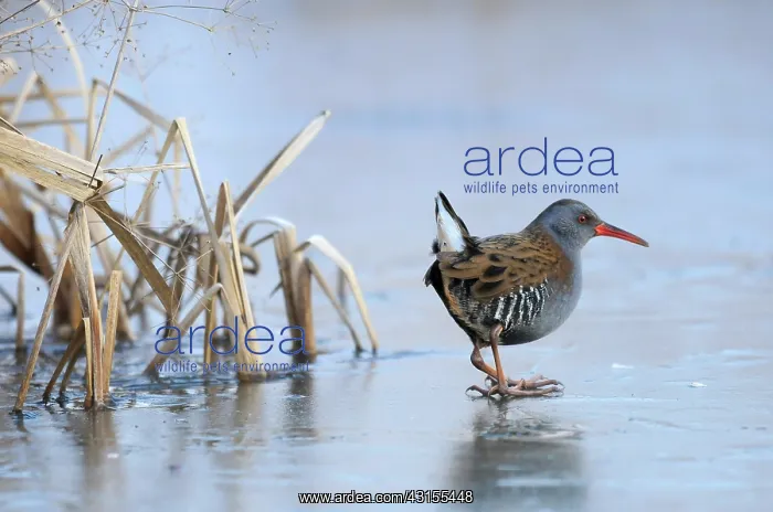 : Water Rail : Water Rail