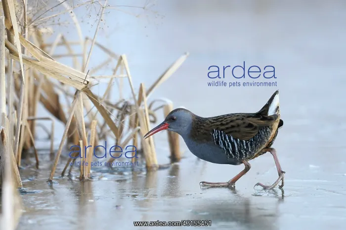 : Water Rail : Water Rail