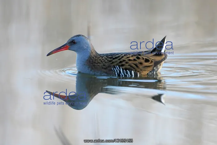  : Water Rail