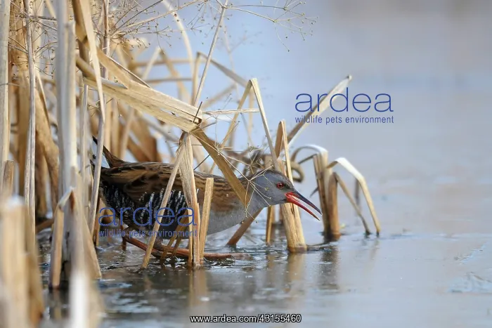  : Water Rail