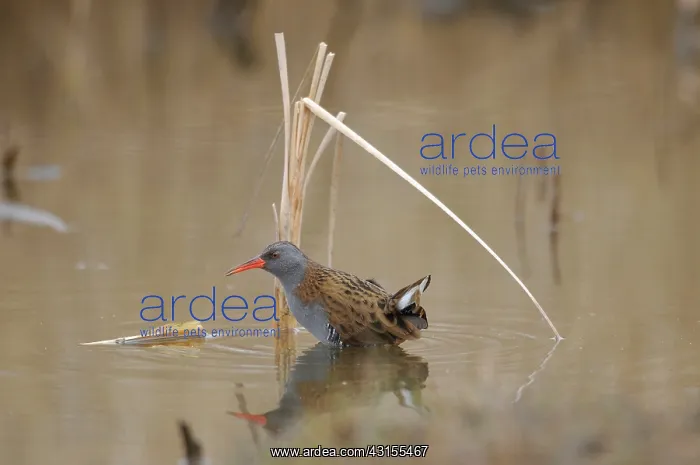 : Water Rail : Water Rail