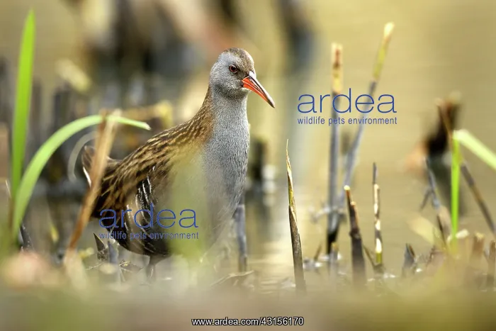: Water Rail : Water Rail