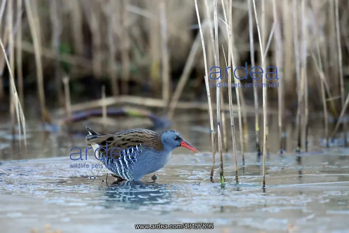 : Water Rail : Water Rail