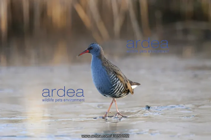: Water Rail : Water Rail