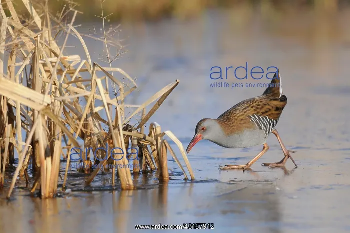 : Water Rail : Water Rail