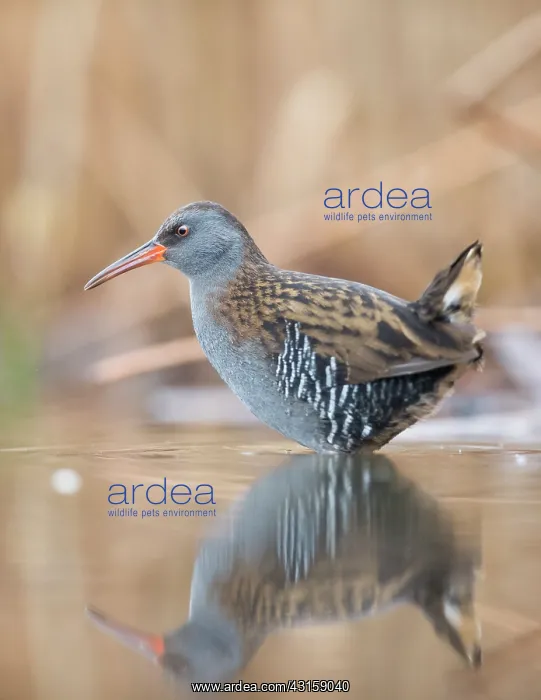 : Water Rail : Water Rail