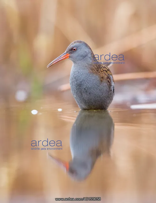 : Water Rail : Water Rail