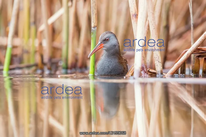 : Water Rail : Water Rail