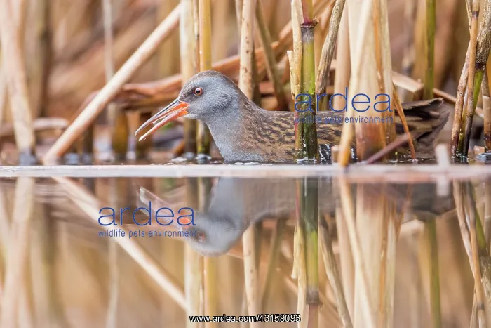 : Water Rail : Water Rail