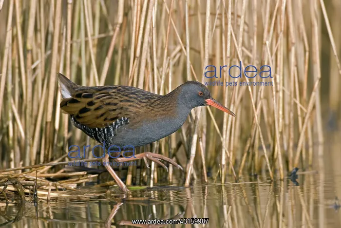 : Water Rail : Water Rail