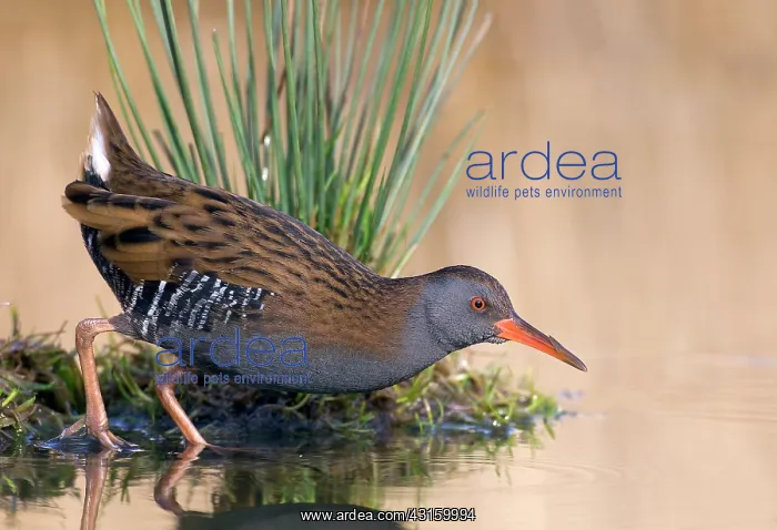 : Water Rail : Water Rail