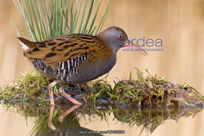 : Water Rail : Water Rail