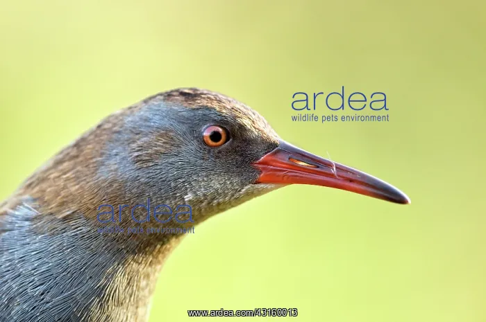 : Water Rail : Water Rail