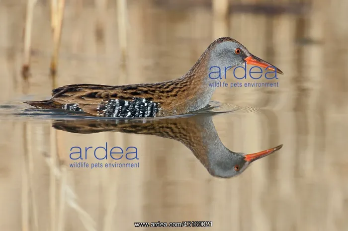 : Water Rail : Water Rail