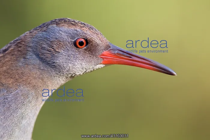 : Water Rail : Water Rail