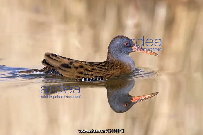 : Water Rail : Water Rail