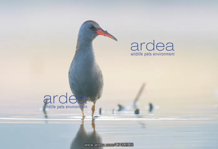 : Water Rail : Water Rail