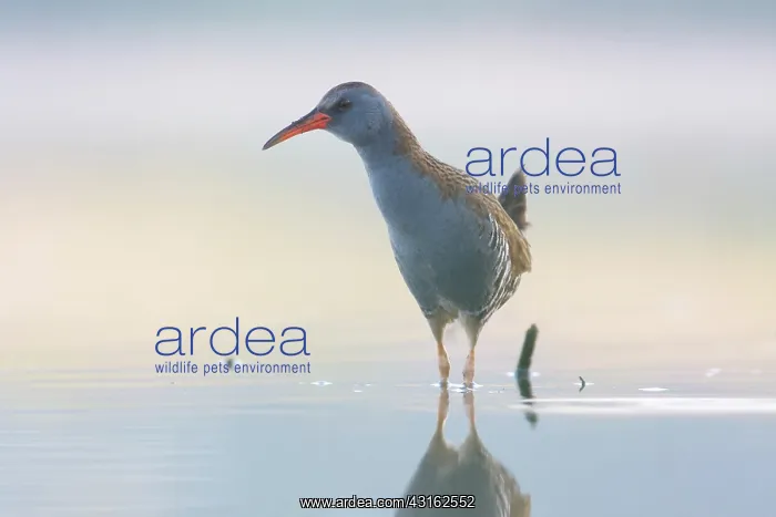 : Water Rail : Water Rail