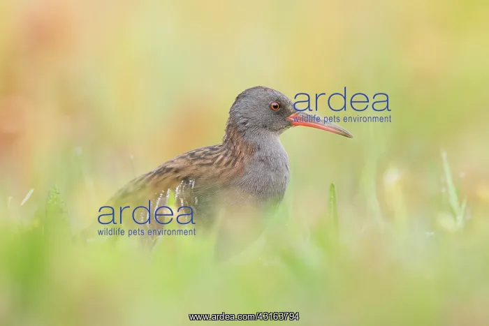 : Water Rail : Water Rail