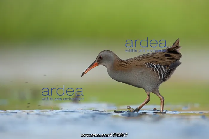 : Water Rail : Water Rail