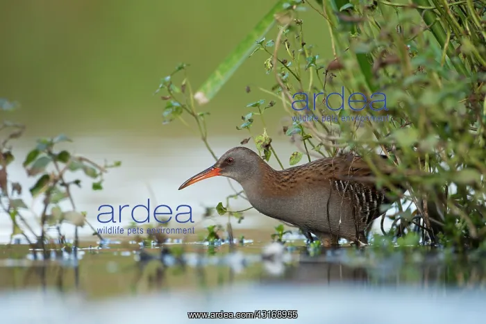 : Water Rail : Water Rail