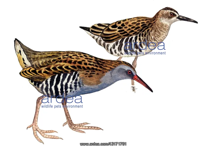 : Water Rail : Water Rail