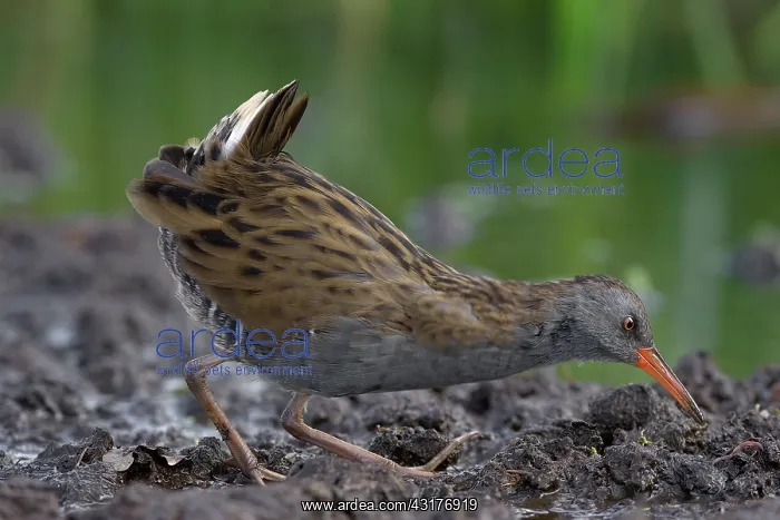 : Water Rail : Water Rail