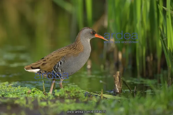 : Water Rail : Water Rail