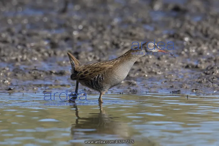  : Water Rail - adult bird - Germany