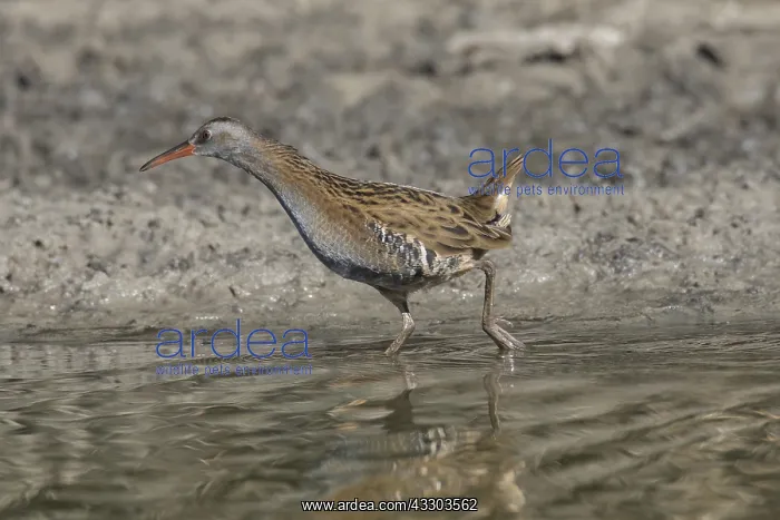 : Water Rail - adult bird - Germany : Water Rail - adult bird - Germany