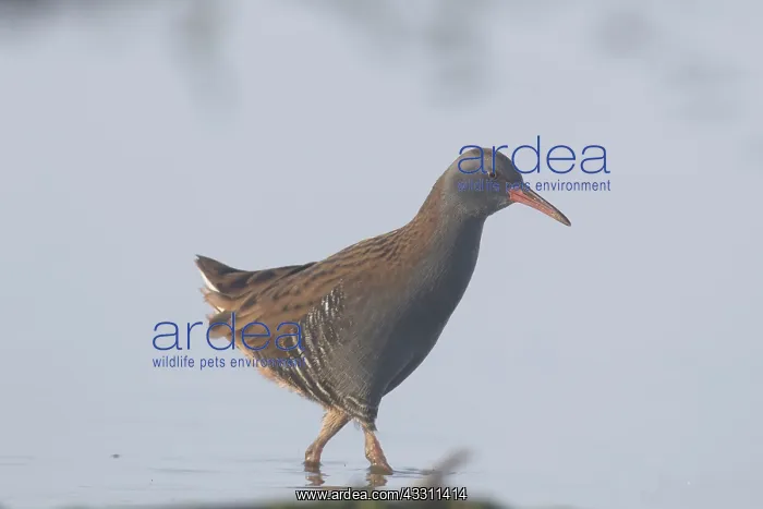 : Water rail - adult walking in shallow water - Germany : Water rail - adult walking in shallow water - Germany