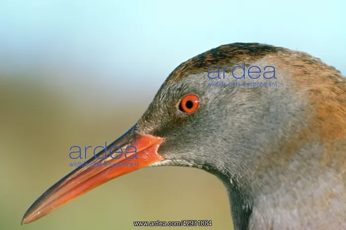 : Water Rail - close-up of head : Water Rail - close-up of head