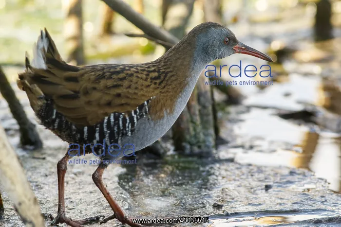  : Water Rail - on marsh - Castilla Leon, Spain