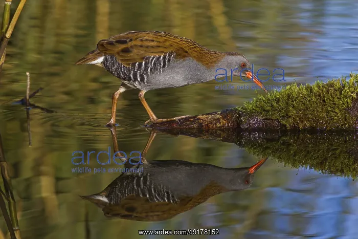  : Water Rail (Rallus aquaticus), Cheshire