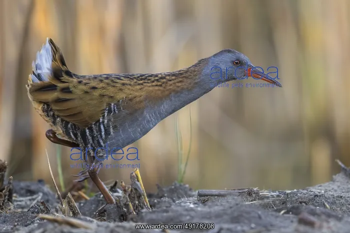 : Water Rail (Rallus aquaticus) foraging : Water Rail (Rallus aquaticus) foraging