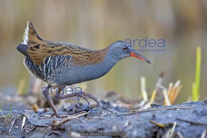  : Water rail (Rallus aquaticus) foraging on the edge