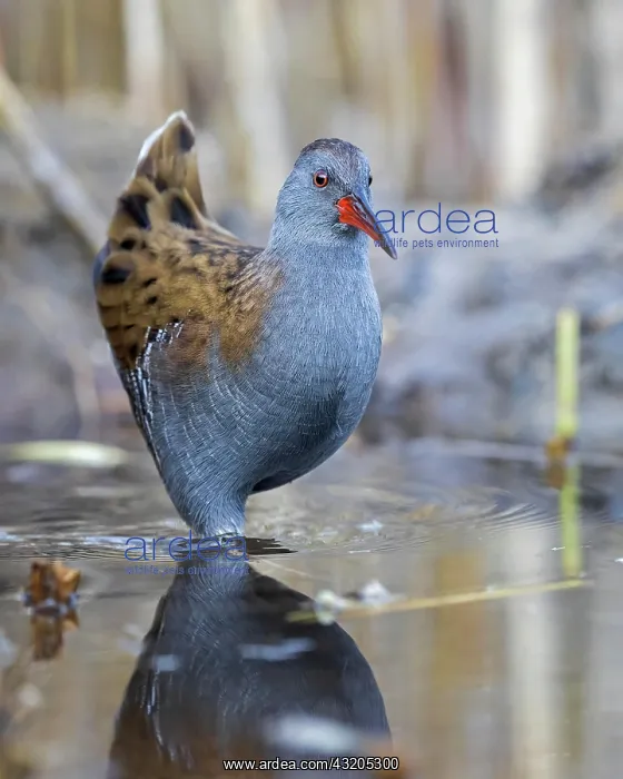 : Water rail (Rallus aquaticus) foraging on the edge : Water rail (Rallus aquaticus) foraging on the edge