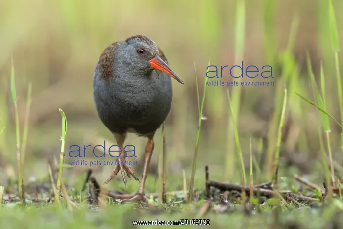  : Water Rail (Rallus aquaticus) foraging in march