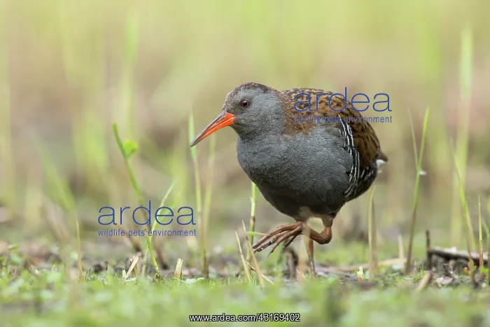 : Water Rail (Rallus aquaticus) foraging in march : Water Rail (Rallus aquaticus) foraging in march