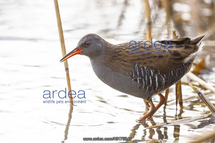 : Water rail (Rallus aquaticus) Germany : Water rail (Rallus aquaticus) Germany