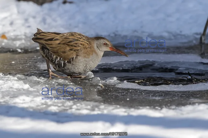 : Water Rail (Rallus aquaticus) at an icehole : Water Rail (Rallus aquaticus) at an icehole