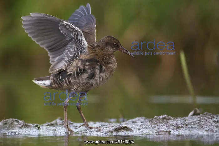  : Water Rail (Rallus aquaticus) juvenile