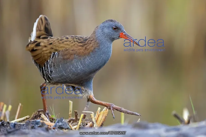 : Water Rail (Rallus aquaticus) Middle Elbe Biosphere : Water Rail (Rallus aquaticus) Middle Elbe Biosphere
