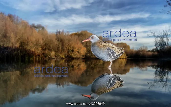 : Water rail (Rallus aquaticus) and reflection in : Water rail (Rallus aquaticus) and reflection in
