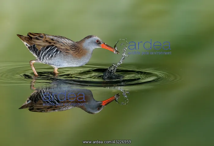 : Water rail (Rallus aquaticus) and reflection, Salamanca : Water rail (Rallus aquaticus) and reflection, Salamanca