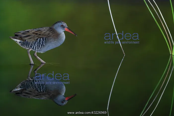 : Water rail (Rallus aquaticus) and reflection, Salamanca : Water rail (Rallus aquaticus) and reflection, Salamanca