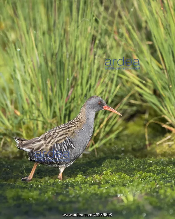 : Water Rail (Rallus aquaticus) standing in a bog : Water Rail (Rallus aquaticus) standing in a bog