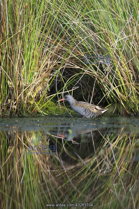 : Water Rail (Rallus aquaticus) wading in a bog l : Water Rail (Rallus aquaticus) wading in a bog l