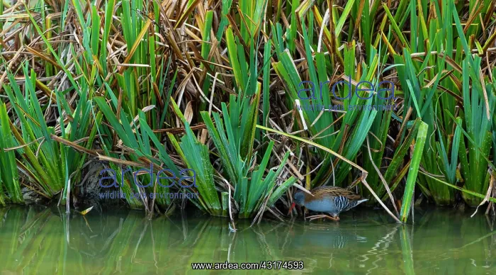 : WATER RAIL - RASCON EUROPEO (Rallus aquaticus) : WATER RAIL - RASCON EUROPEO (Rallus aquaticus)