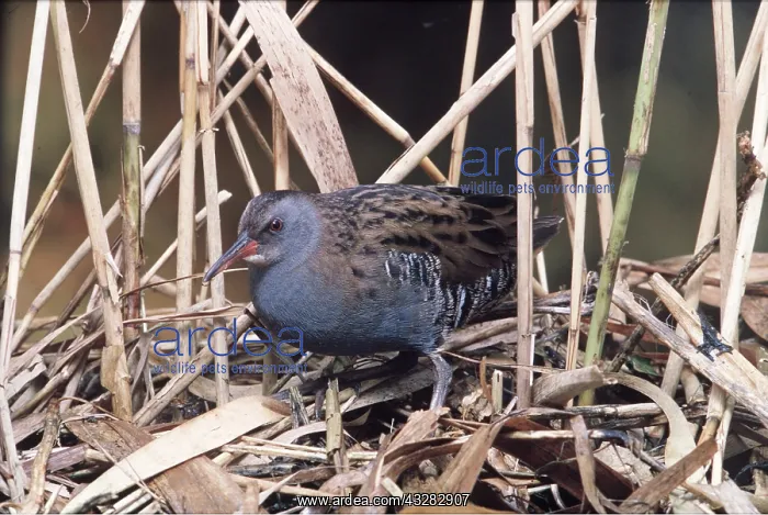 : WATER RAIL - in reeds : WATER RAIL - in reeds